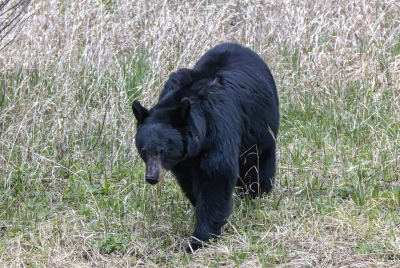 Black Bear Mother May 2025